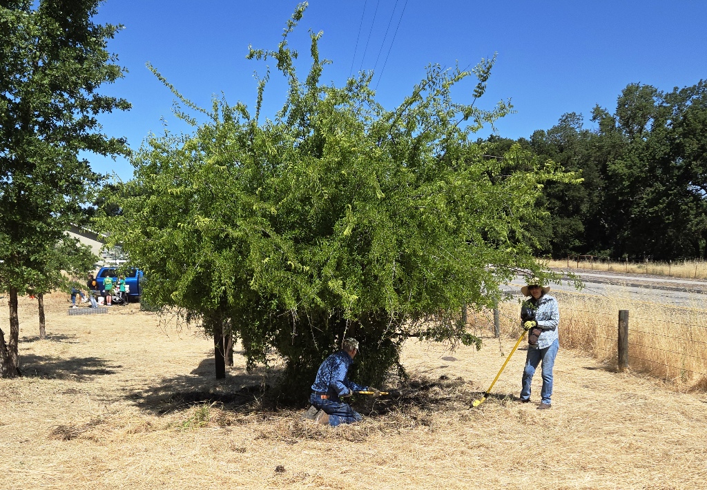 John and Jonalee working on Ceanothus